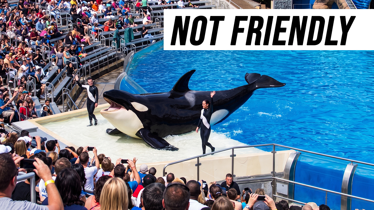 This orca killed three people in 20 years — and they kept putting her ...