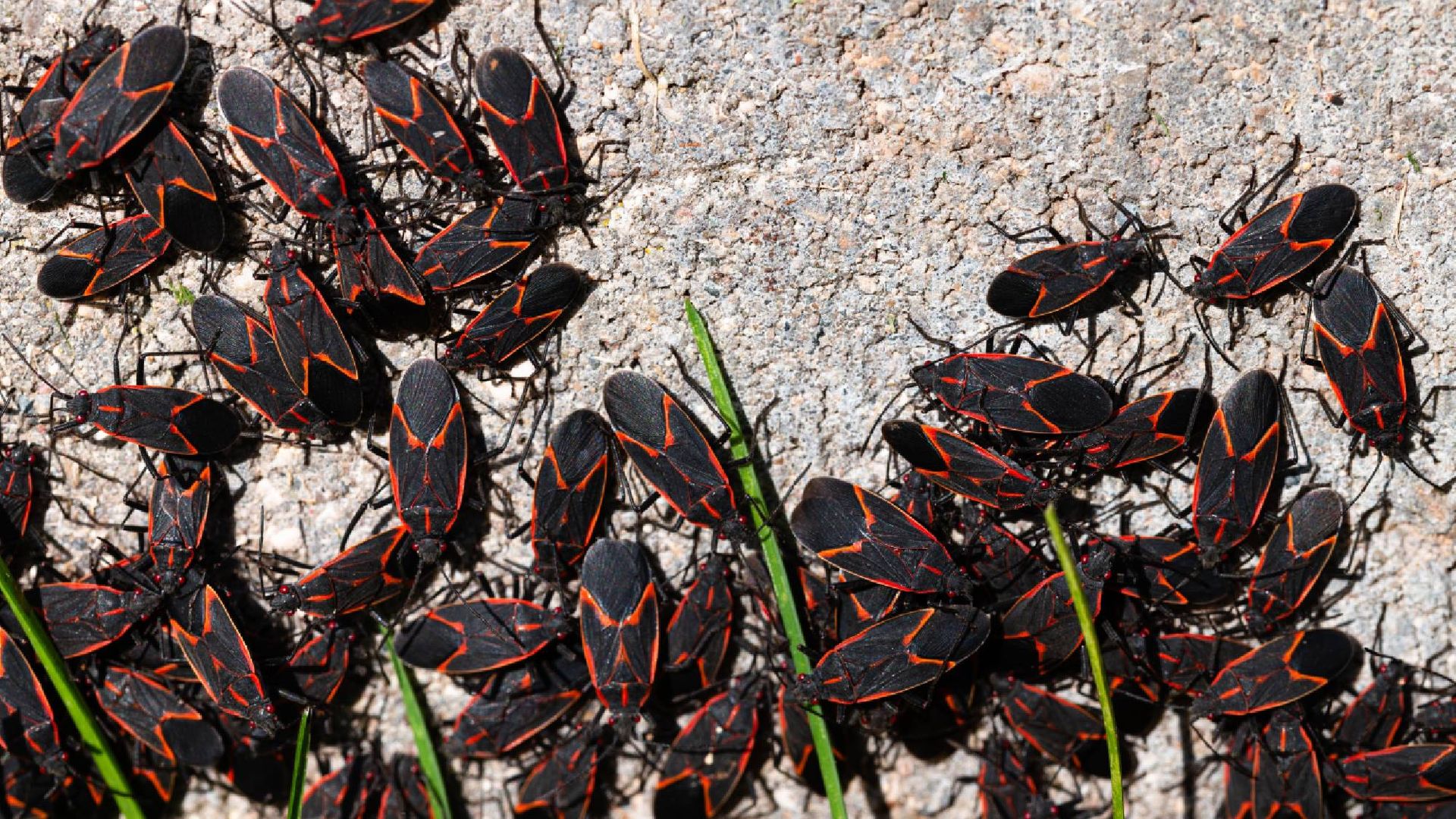 The $2 kitchen item that stops boxelder bugs from swarming your house