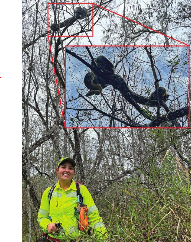 Look out above! Burmese pythons are climbing trees in Florida