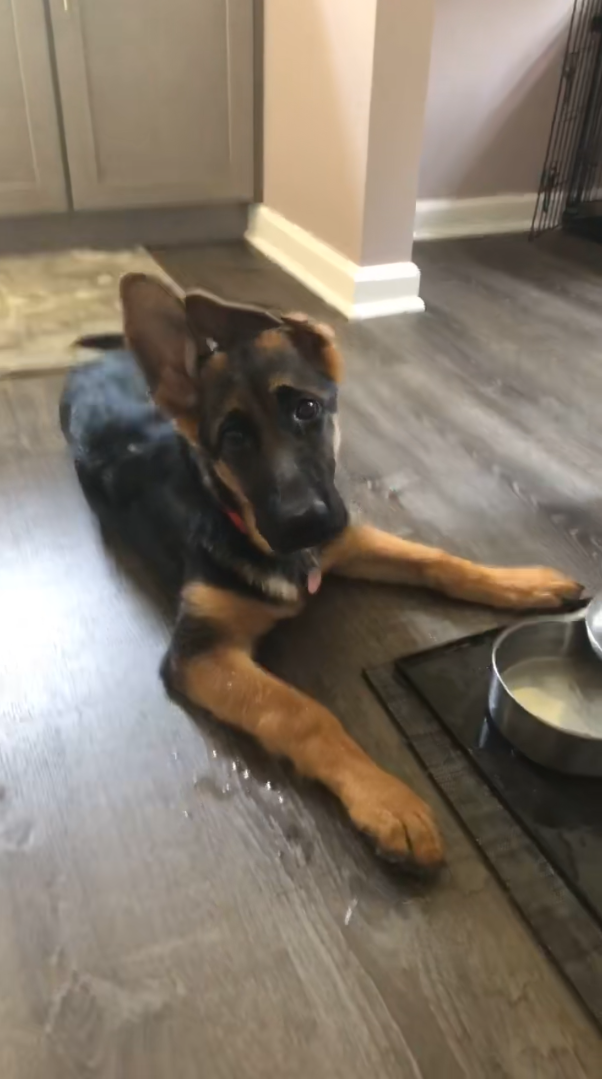 Just a tired pup: cute German shepherd puppy moment
