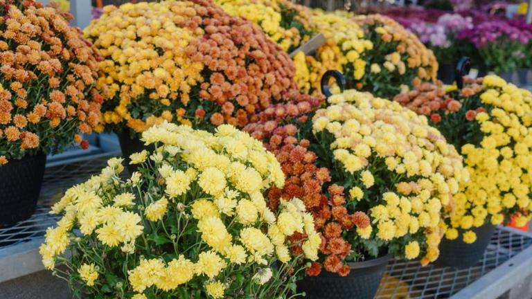 The biggest mistake people make with fall mums can ruin the blooms fast ...