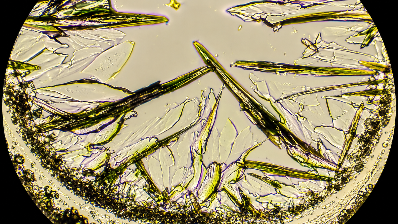 Crystals and microbes reveal hidden wonders under the microscope