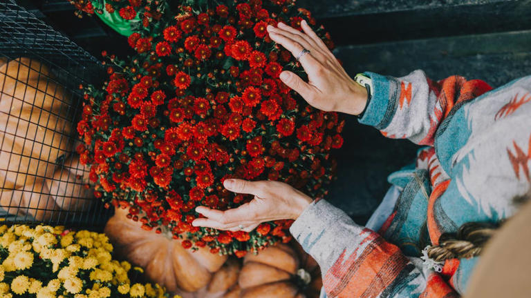 The biggest mistake people make with fall mums can ruin the blooms fast ...