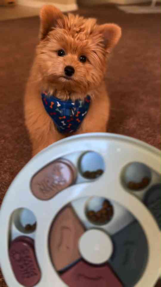 Smart Pomapoo enjoys a fun feeder toy challenge