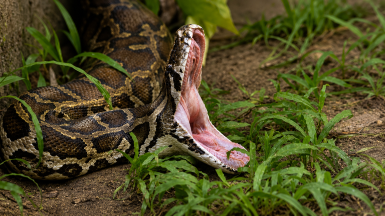 Scientists developed a DNA test for 4 invasive snakes in Florida - a ...