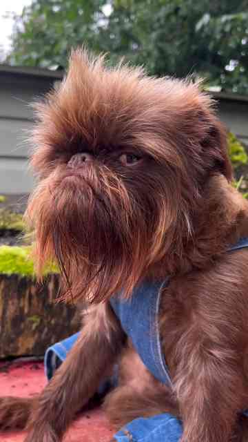 Imagining what a Brussels Griffon would sound like