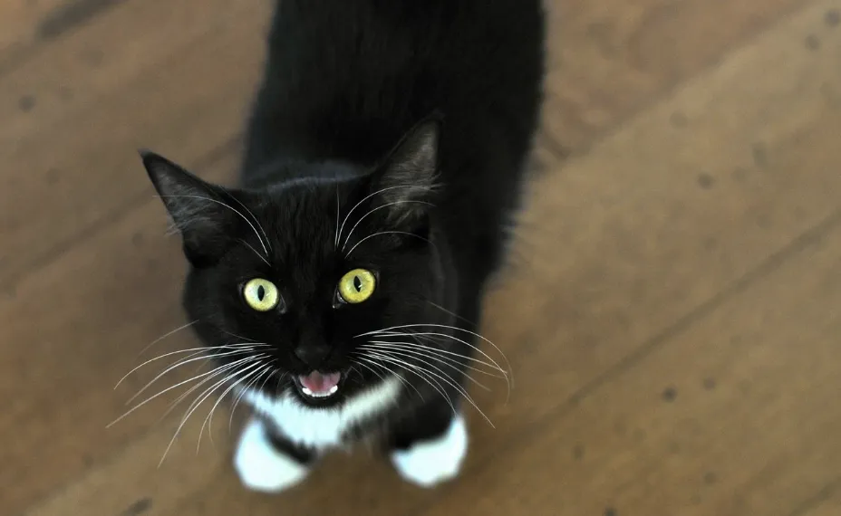 Why cats meow at night: common reasons and what you can do