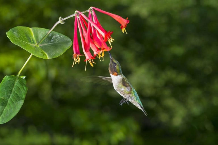 Native plant sale returns to Springfield Botanical Gardens