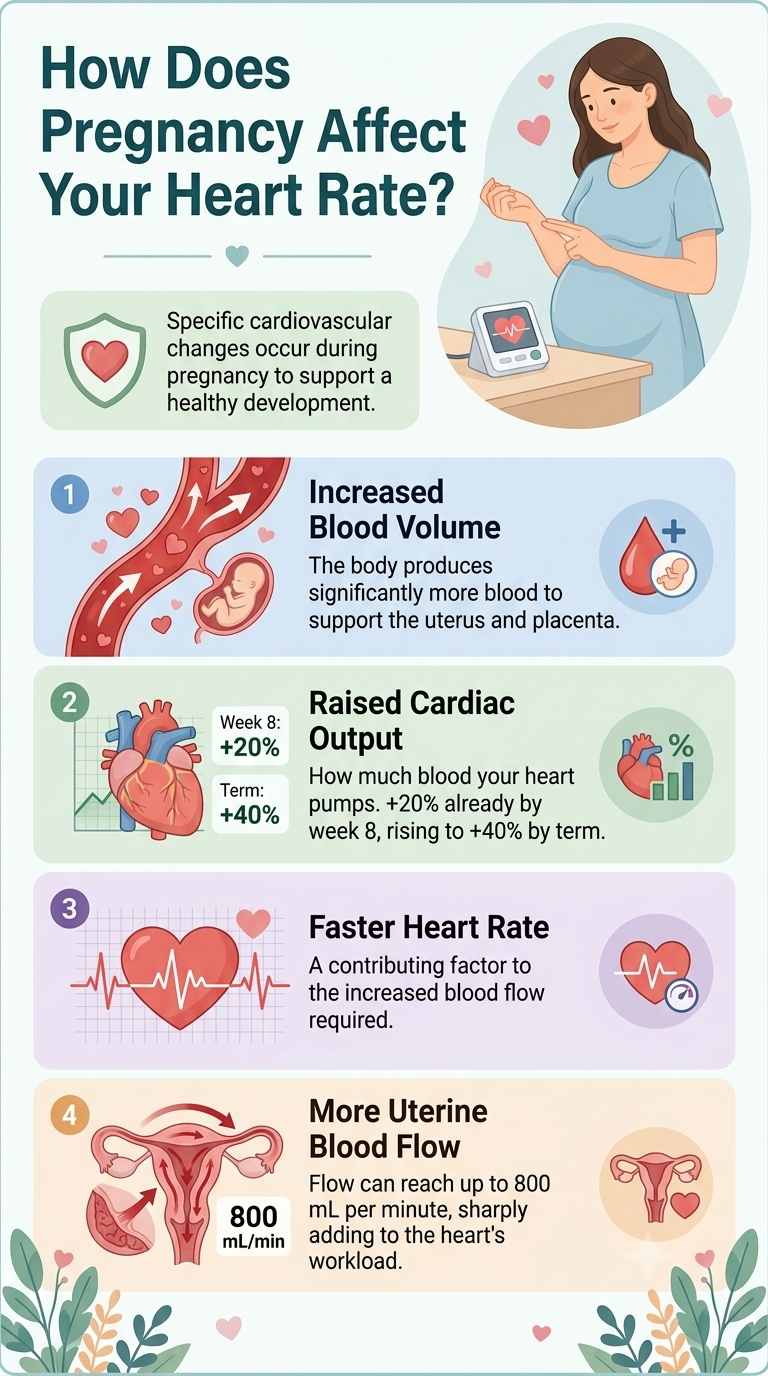 Why does your heart rate increase during pregnancy?
