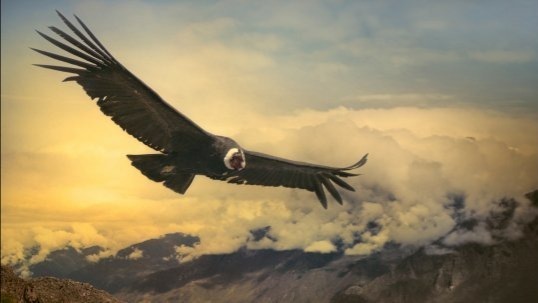 Condor: heaviest soaring bird flaps only 1% of flight