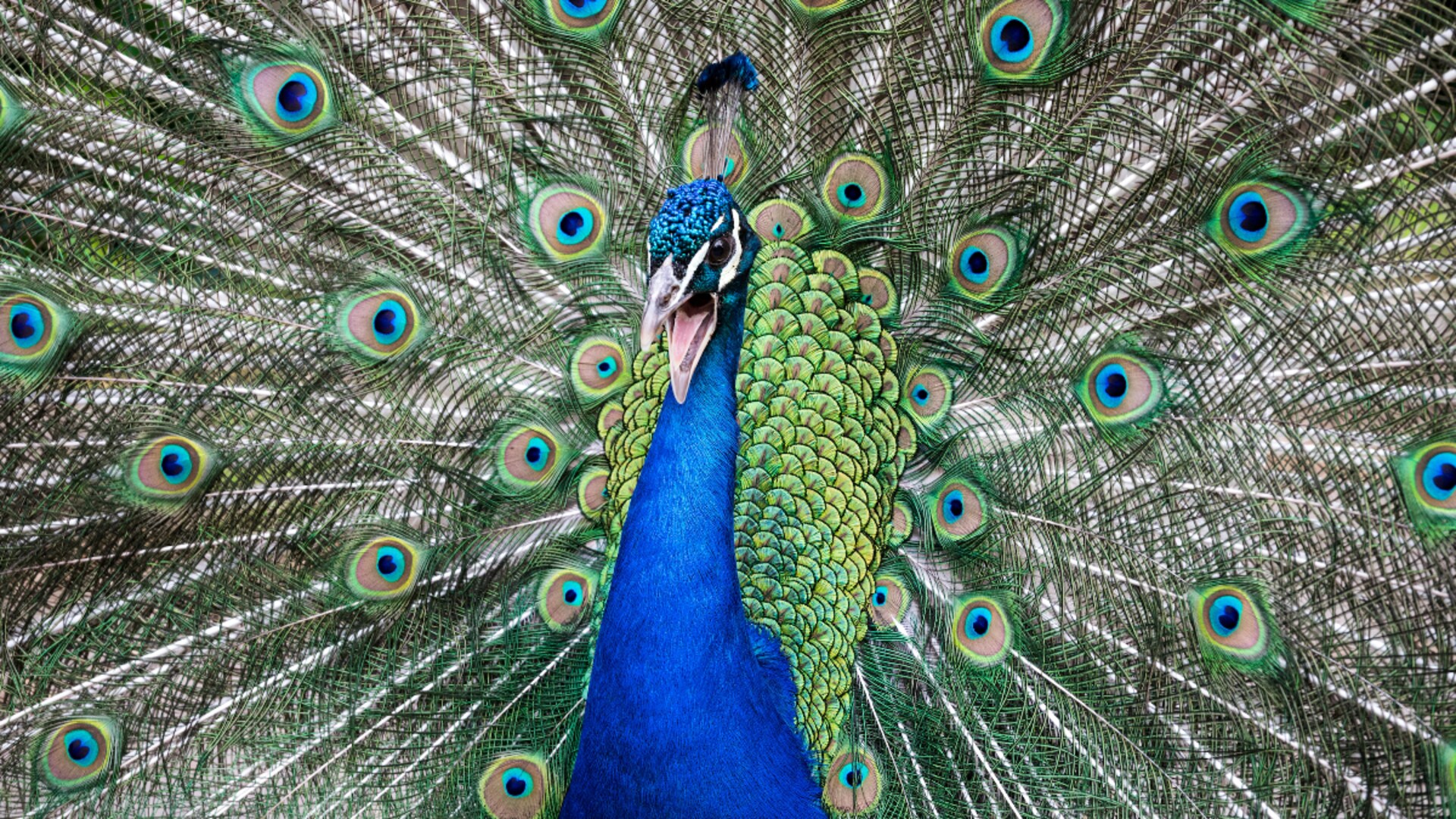 Einfangversuche ohne Erfolg: Pfau terrorisiert österreichisches Dorf