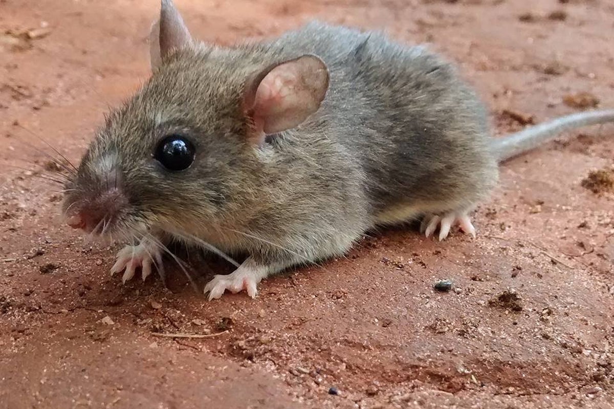 Disease that kills 5,000 every year could worsen. Here’s why