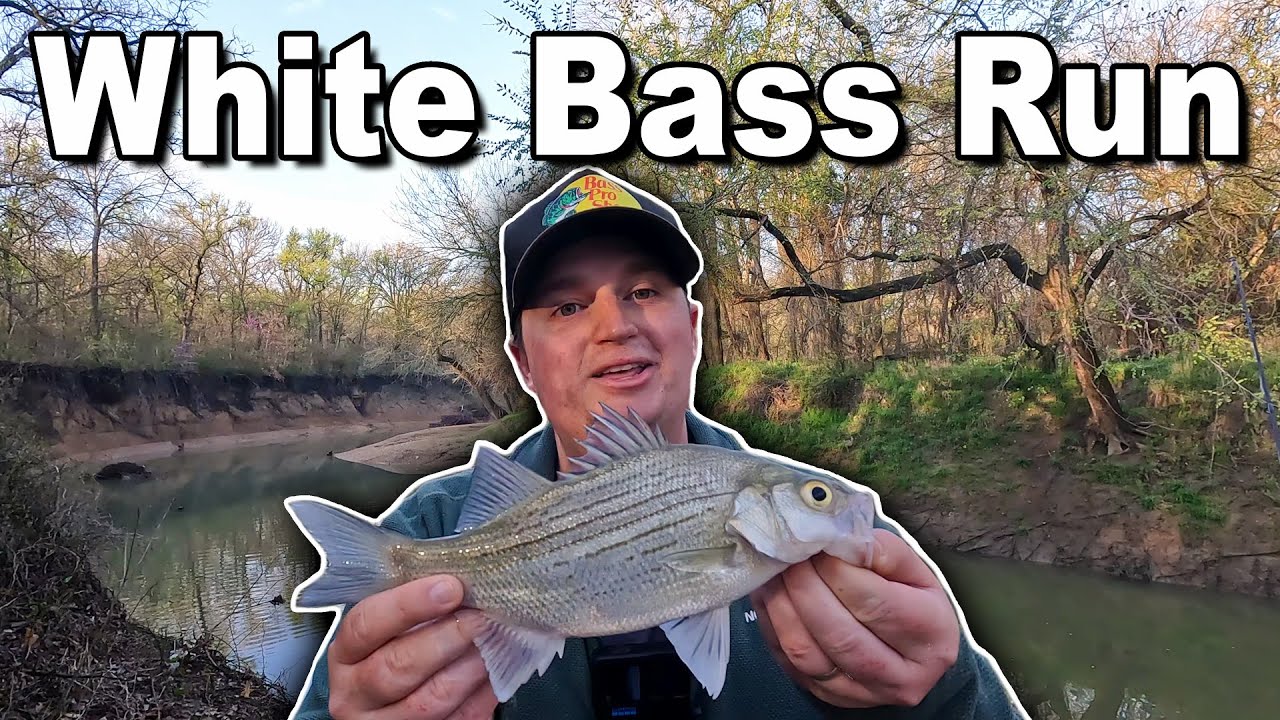 The white bass run in Texas is on BFS Creek fishing with my wife