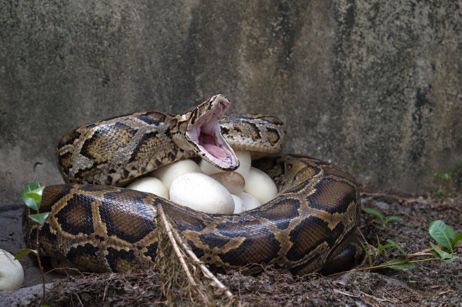 UF study uses machine learning to find the most prolific Burmese pythons