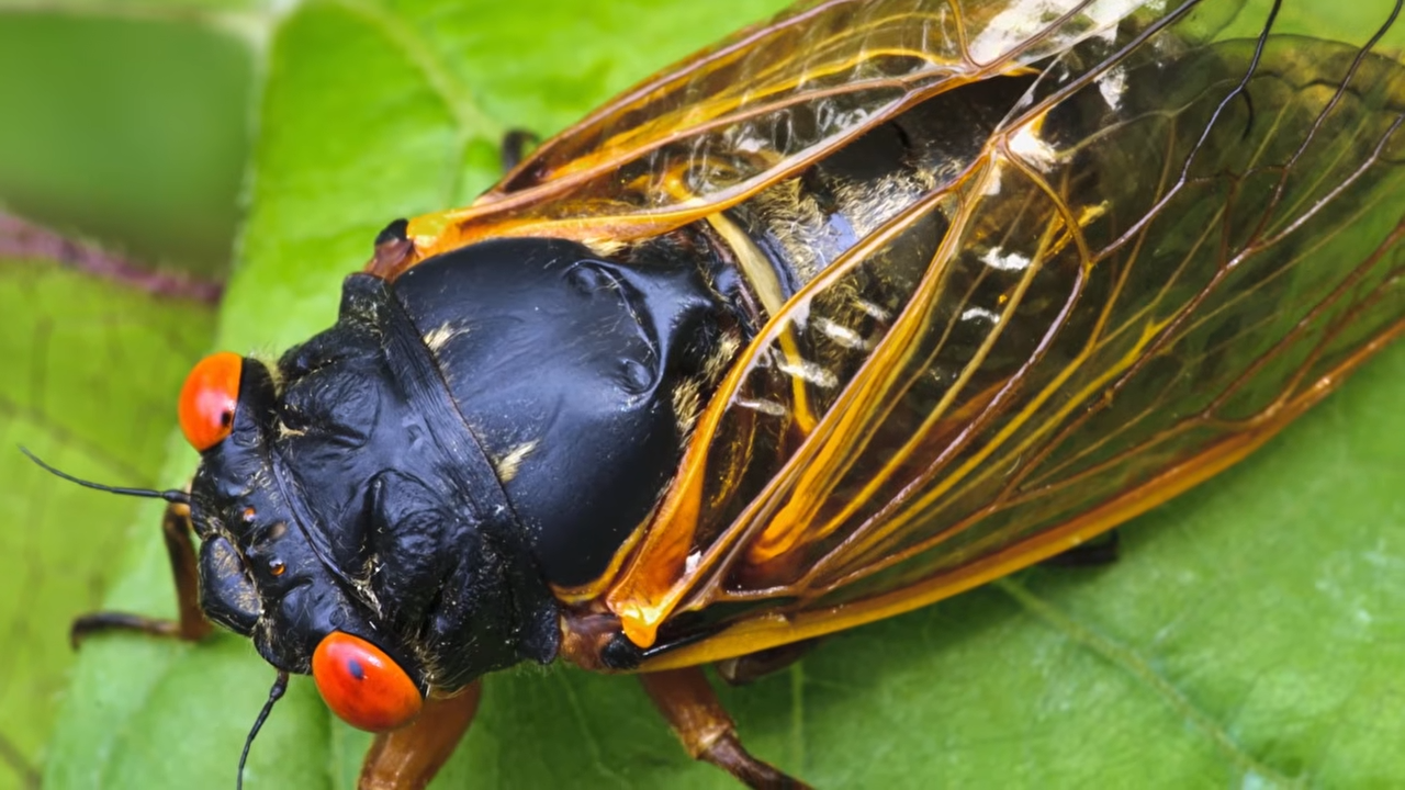 Some animals have a built-in compass and it’s unlike any human sense