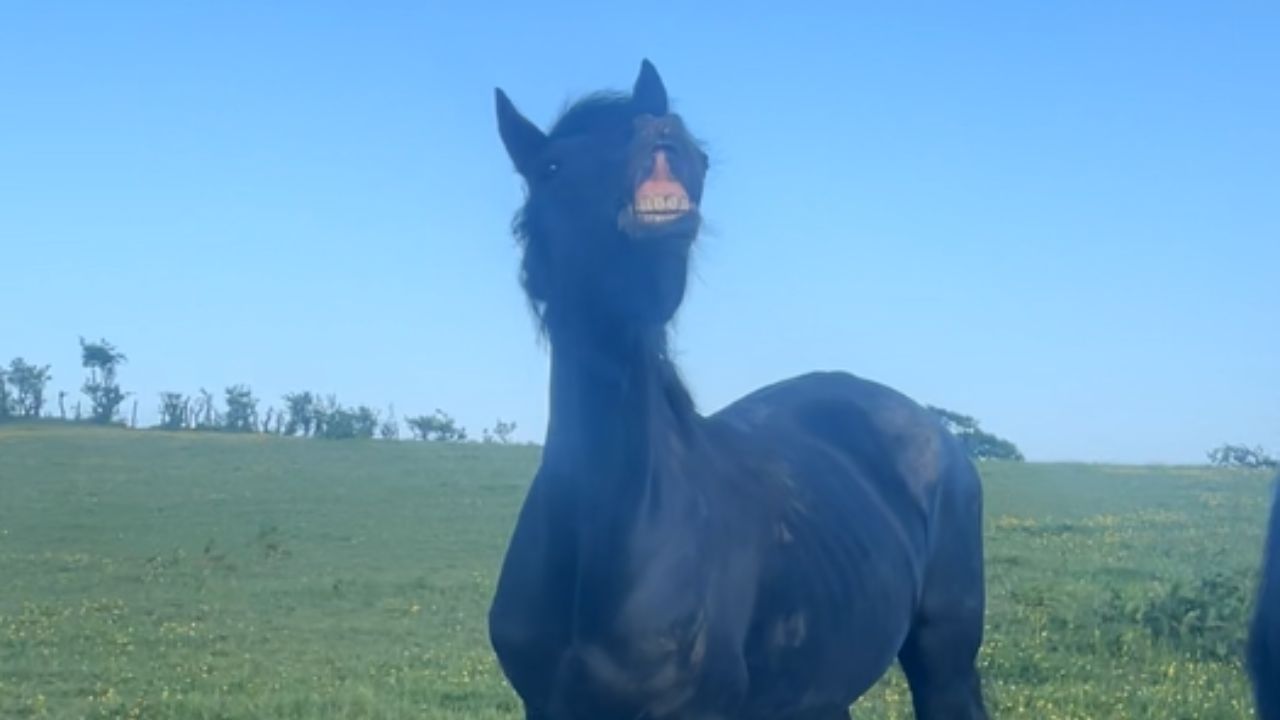 Heartwarming moment: Friesian horse delights with a charming smile