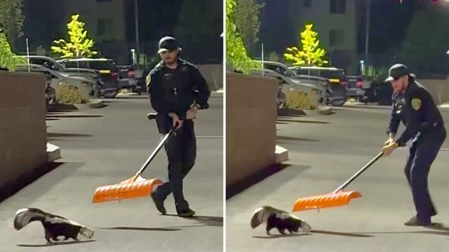 Skunk arrives at Nevada police station with jar on its head, as if ...