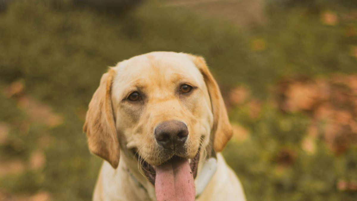 Yellow lab reclines in her leaf pile like the queen she fully believes ...