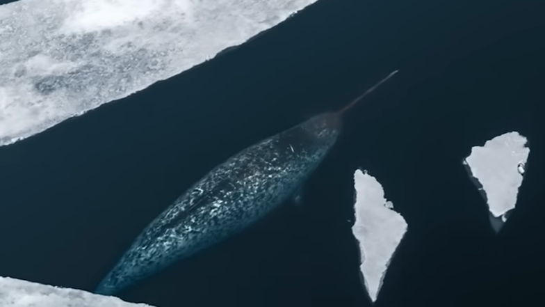 This whale grows a 3-meter tooth through its face... then it uses it to ...