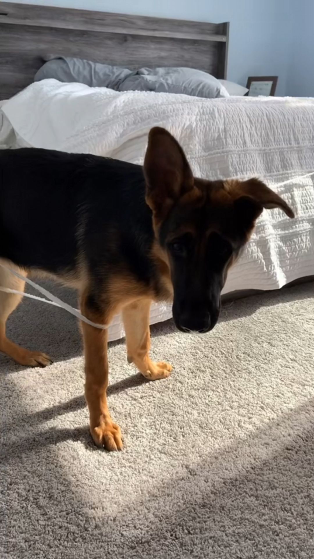 It’s called a zoomies trap: German Shepherd funny moment