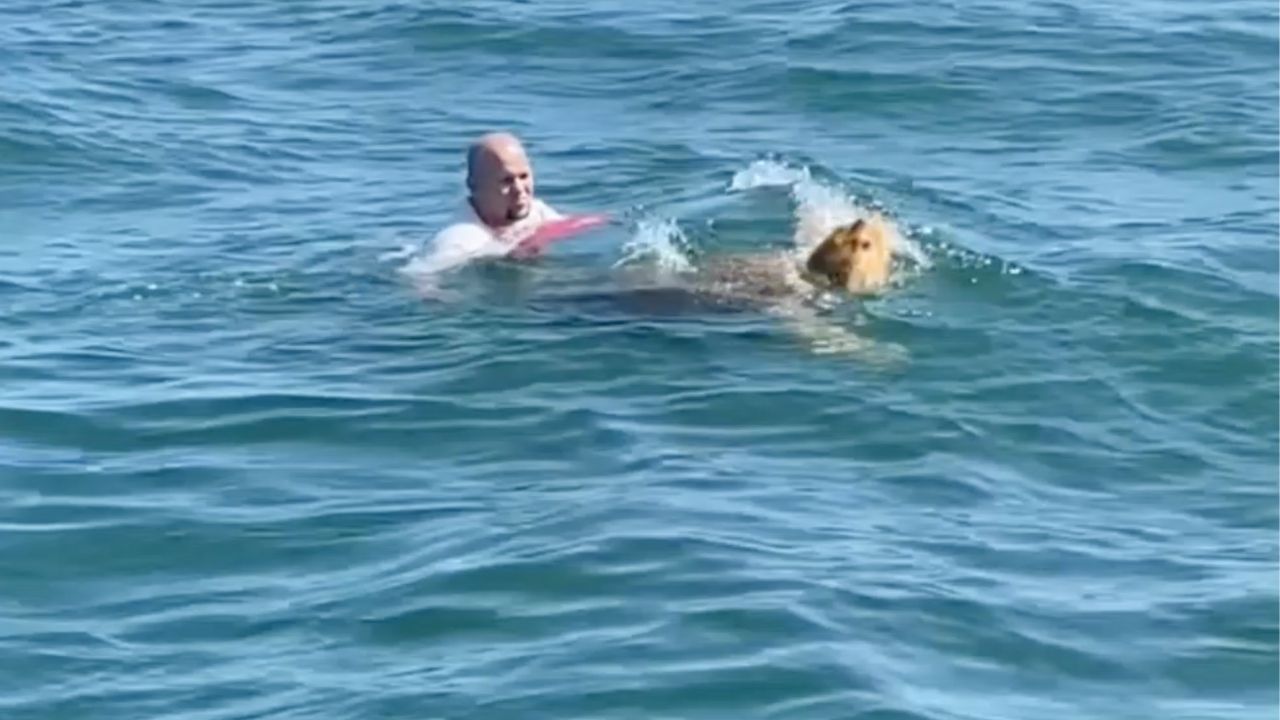 Dad dives into sea to rescue tangled loggerhead turtle | Wild-ish