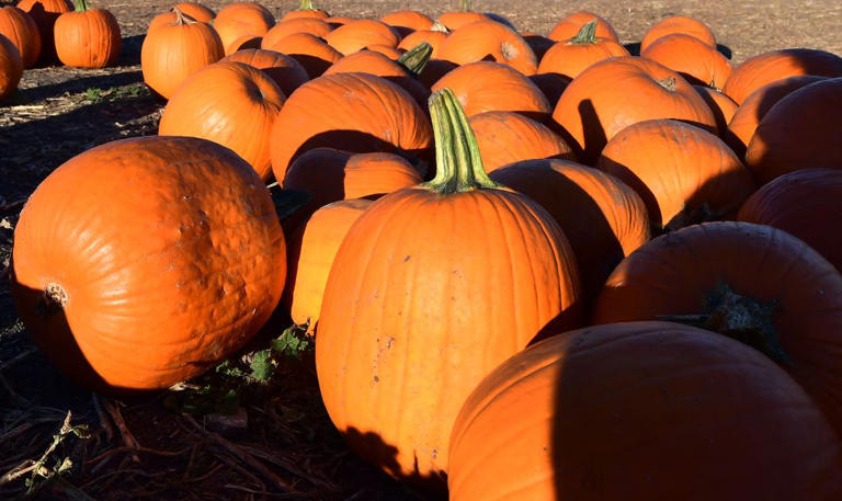 Old Farmer's Almanac predicts October weather for each state