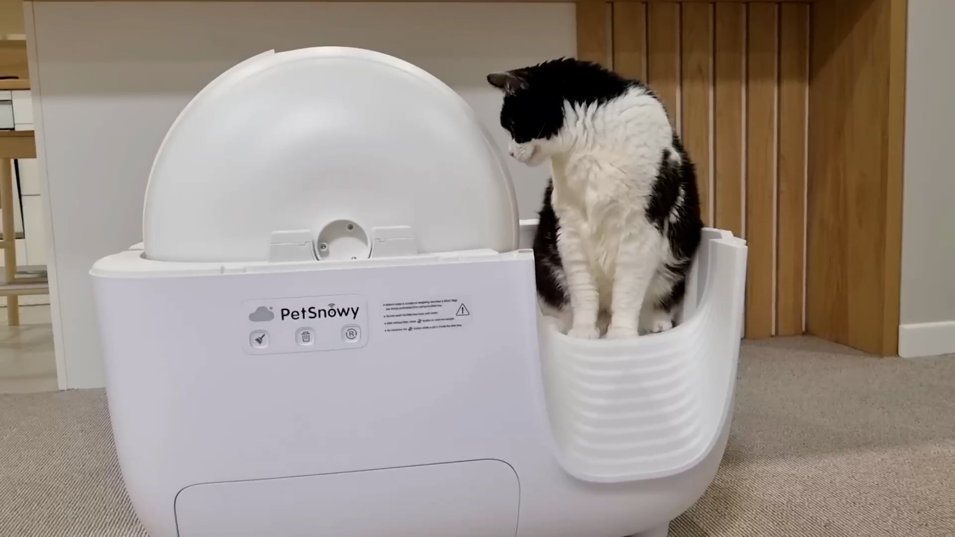 Cat claims hidden corner as private bathroom