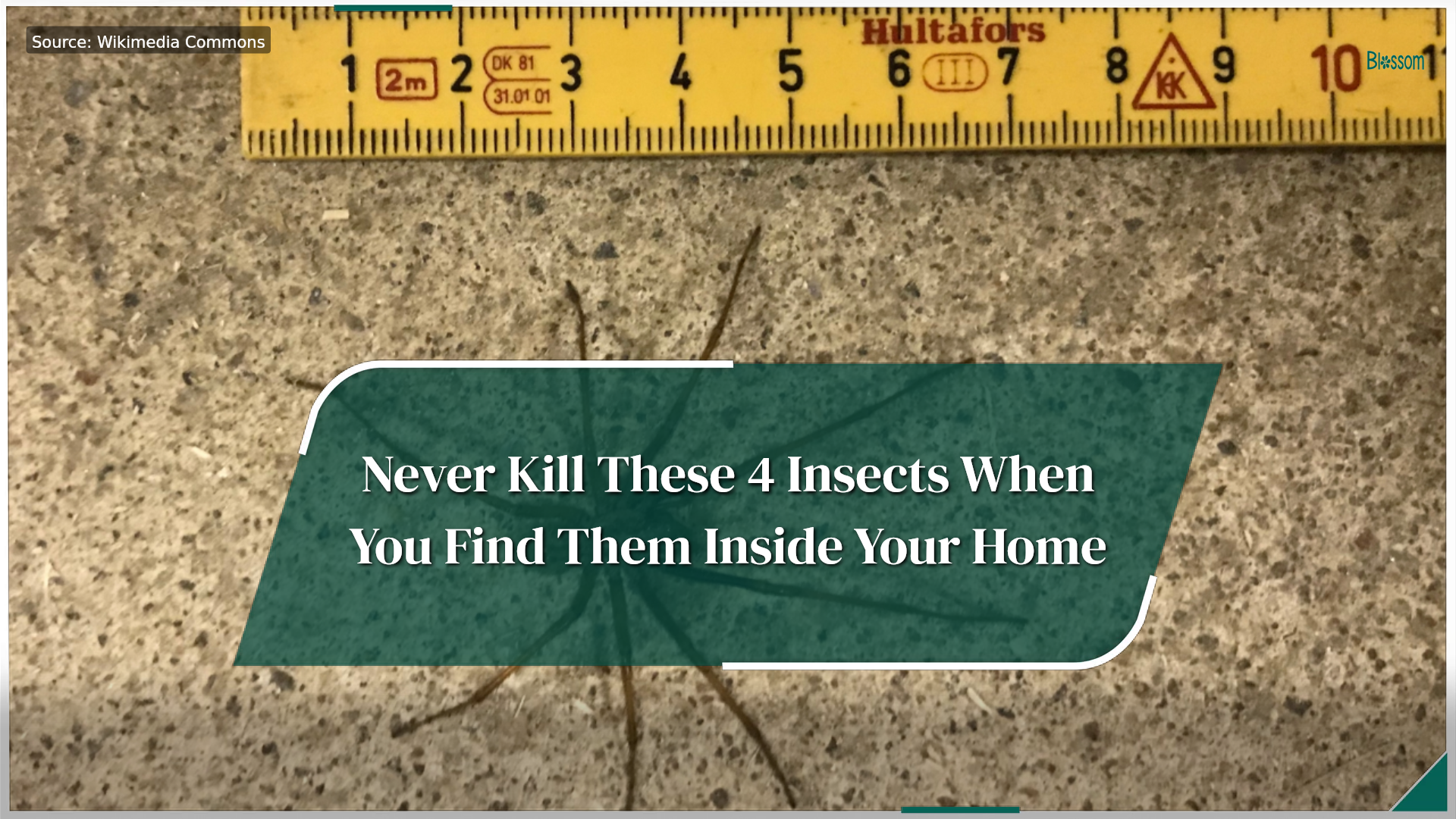 Never kill these 4 insects when you find them inside your home
