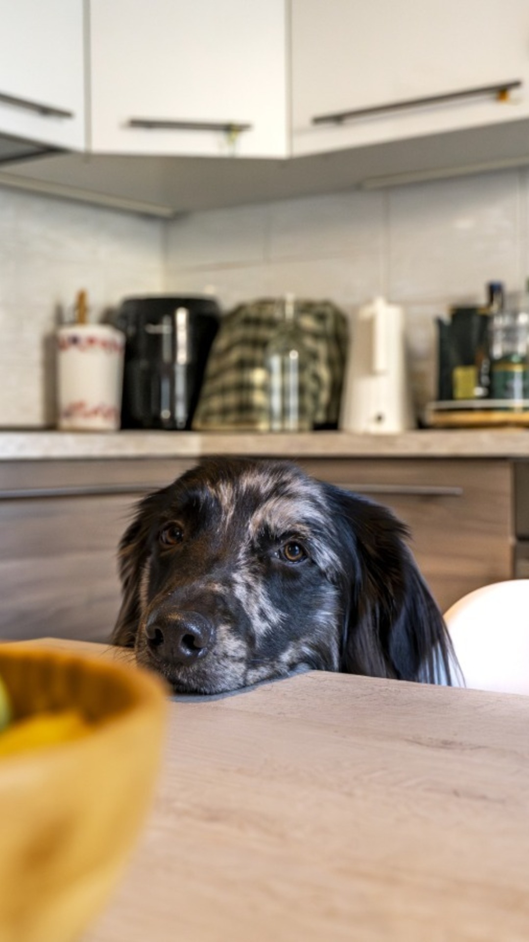 Keep these common kitchen spices away from your dog