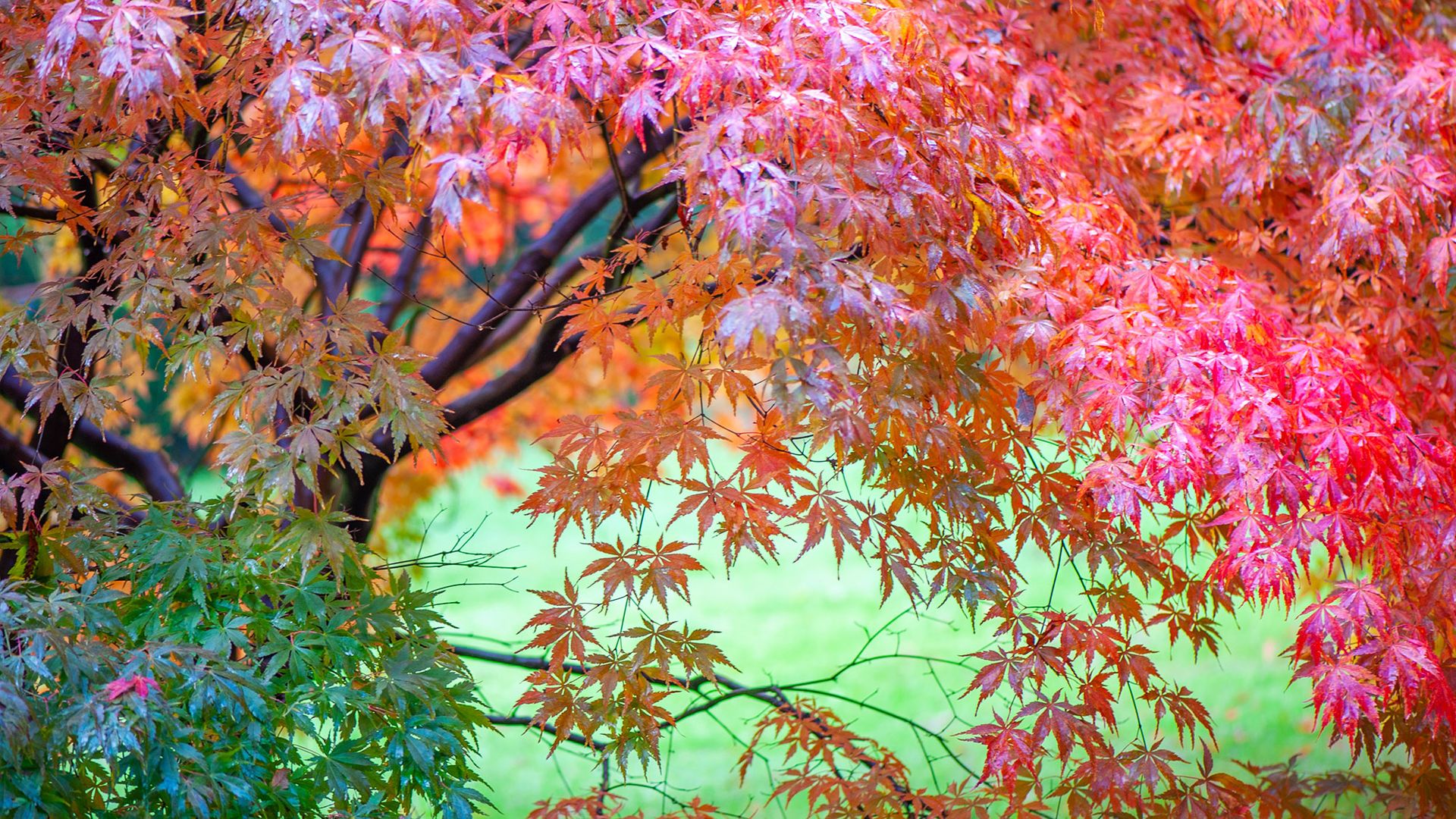 11 easy-care trees that make a big impact