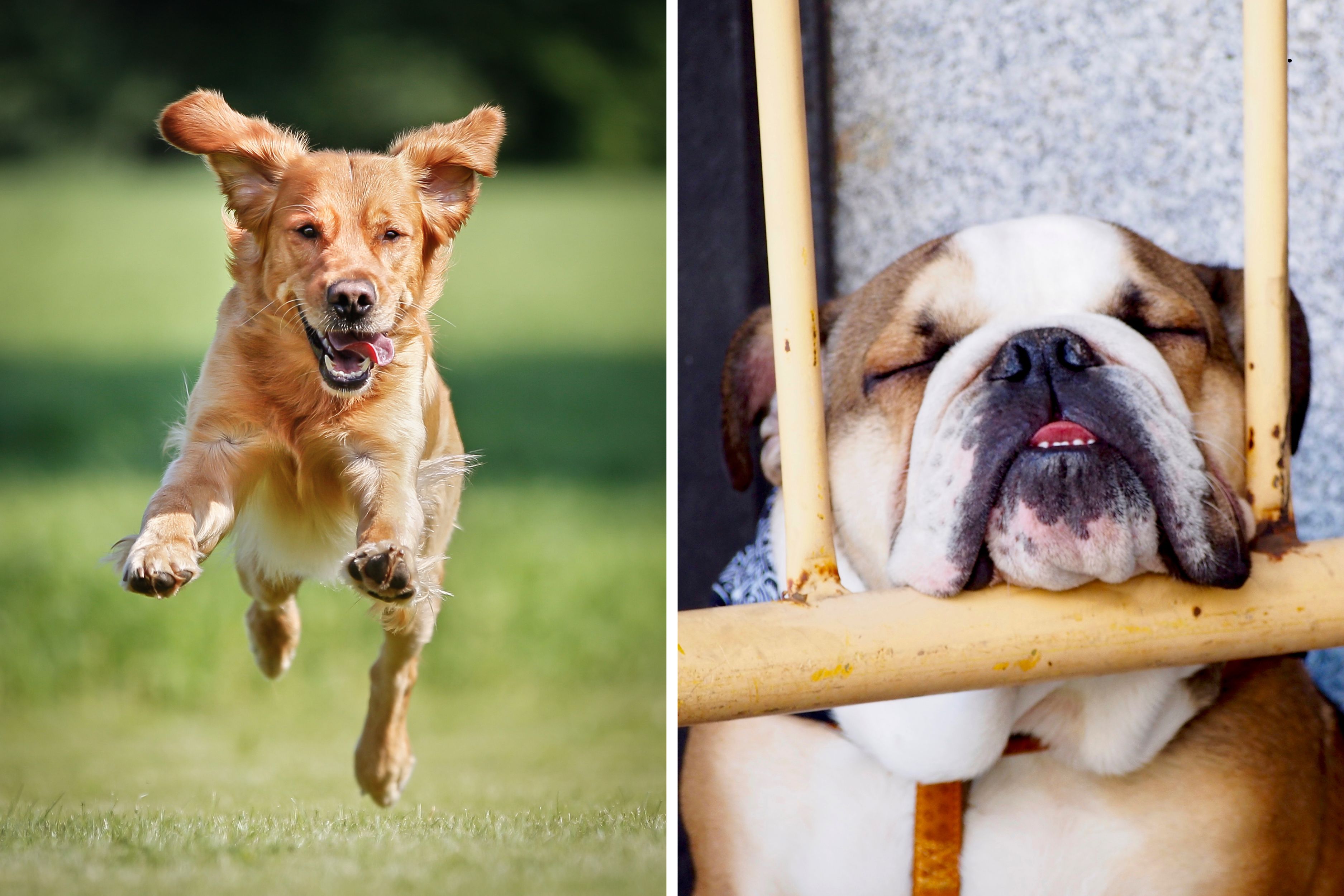 Ultimate dog activity level guide 2026: These are the 22 most and least ...