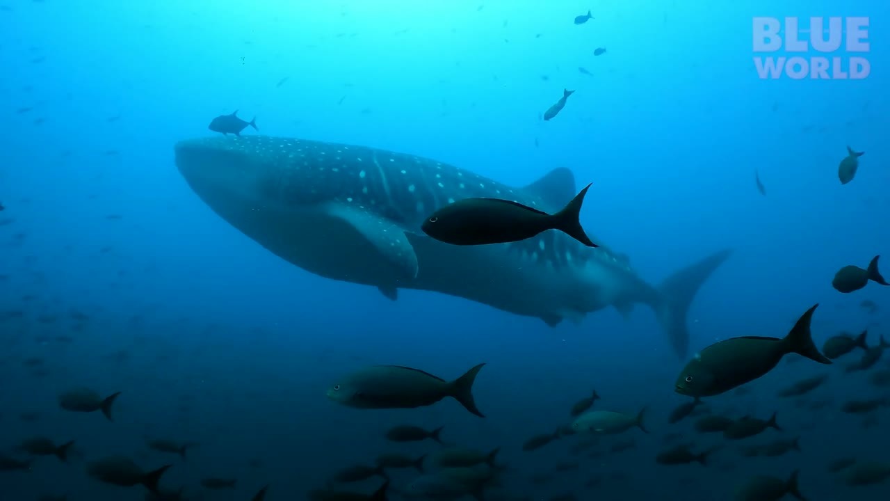 A massive whale shark held perfectly still in a strong current - divers ...