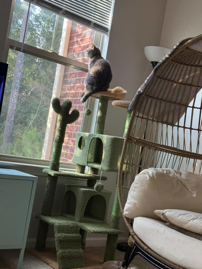 39 pet products from Amazon our readers are loving in 2026