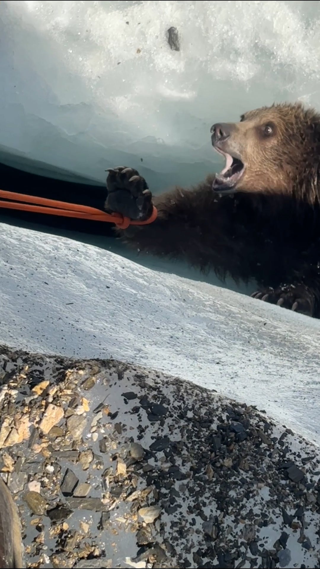 Trapped bear cub rescued