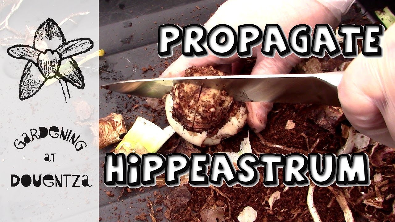 Hippeastrum chipping propagation for new plant growth