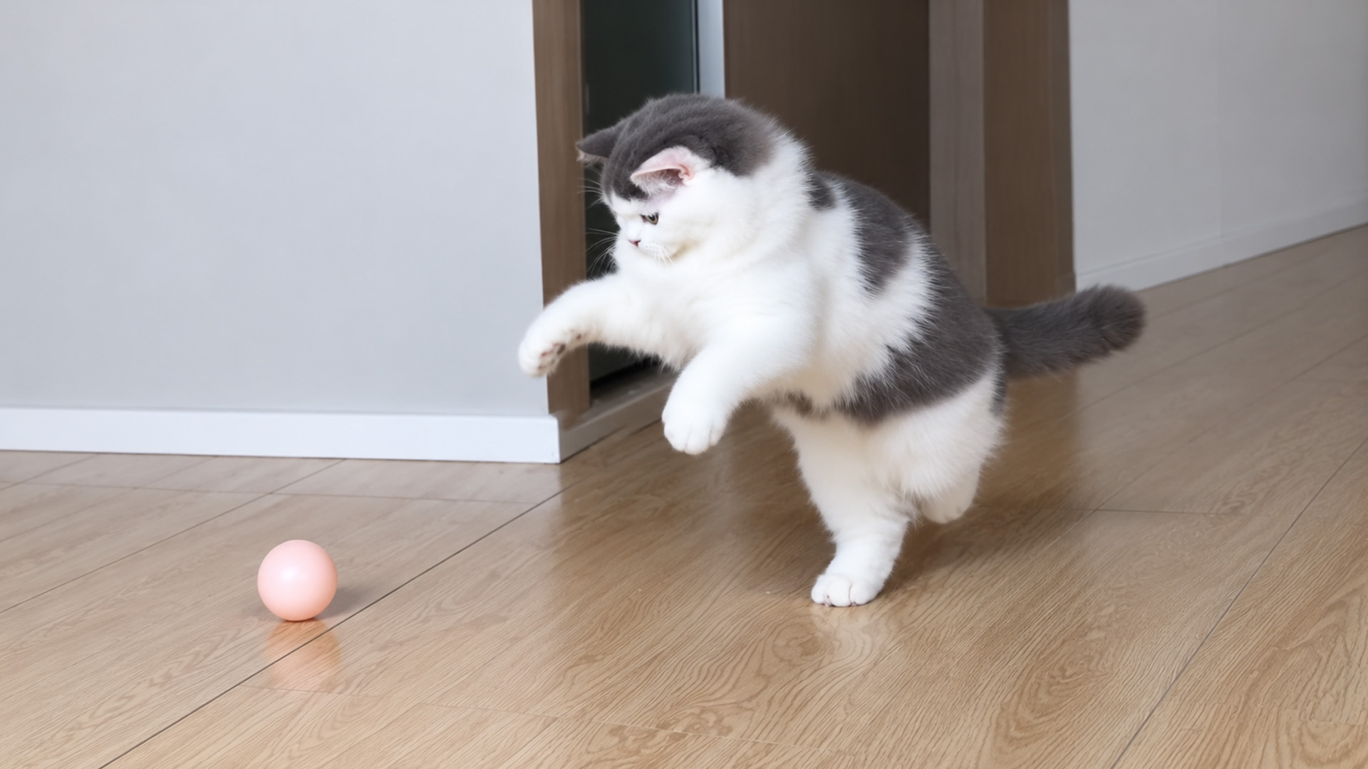 One tiny ball brings out a cat’s funniest moves