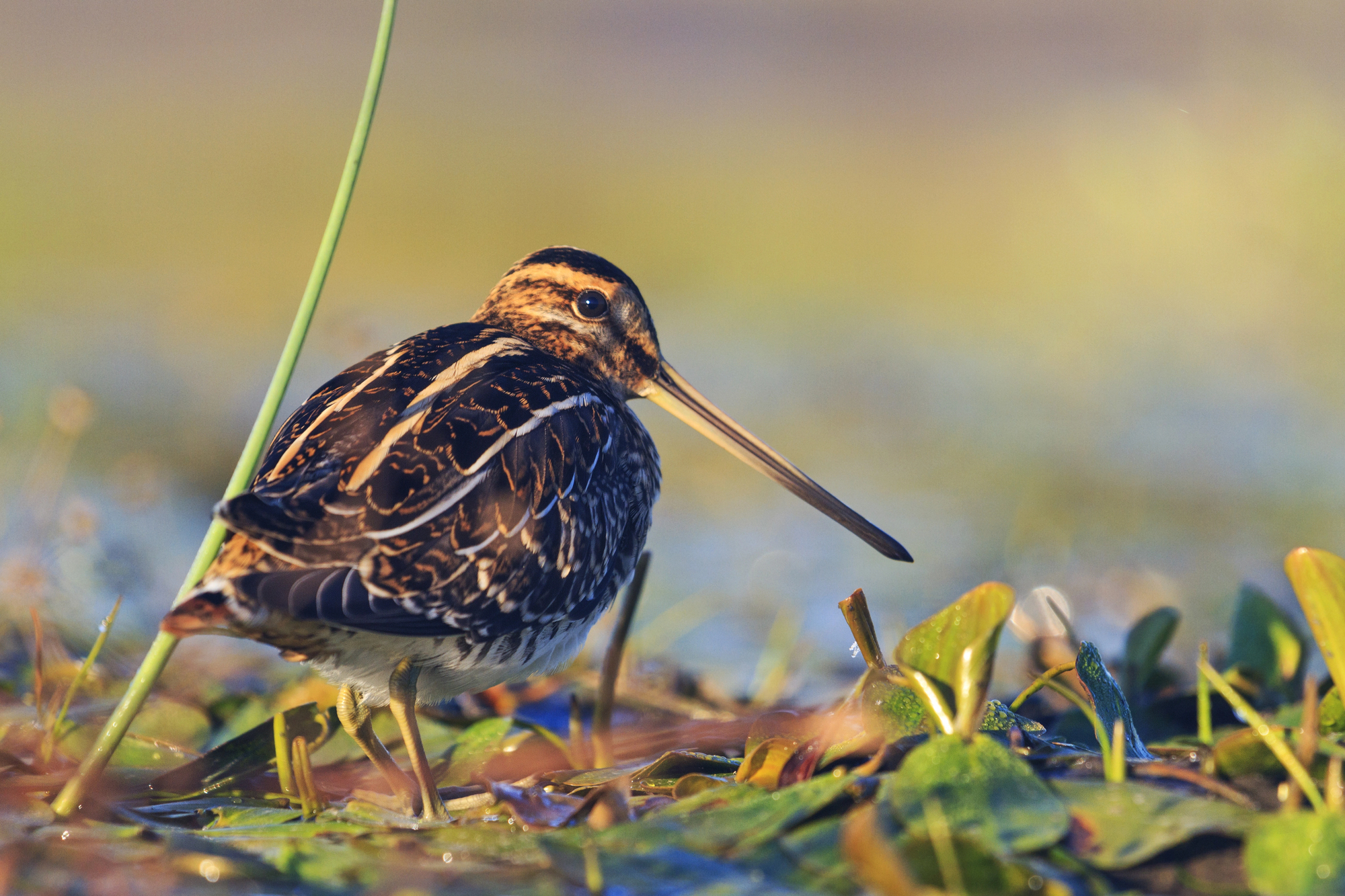 Google AI sends Kodiak woman on out-of-season snipe hunt