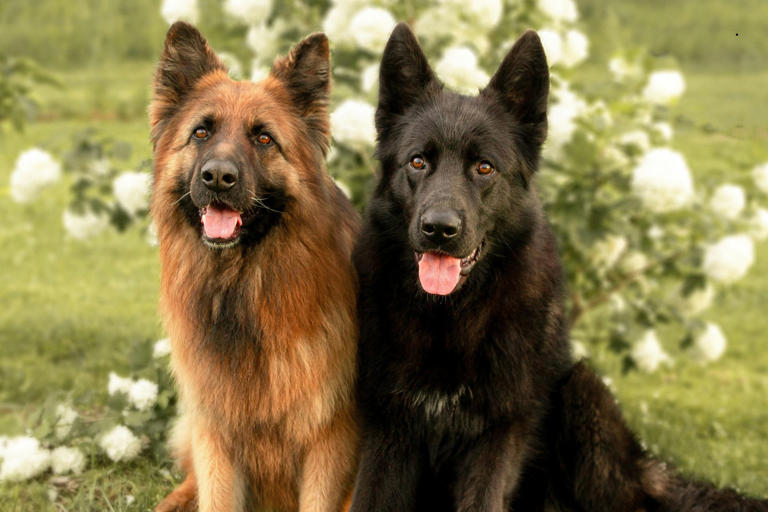 Ultimate dog activity level guide 2026: These are the 22 most and least ...