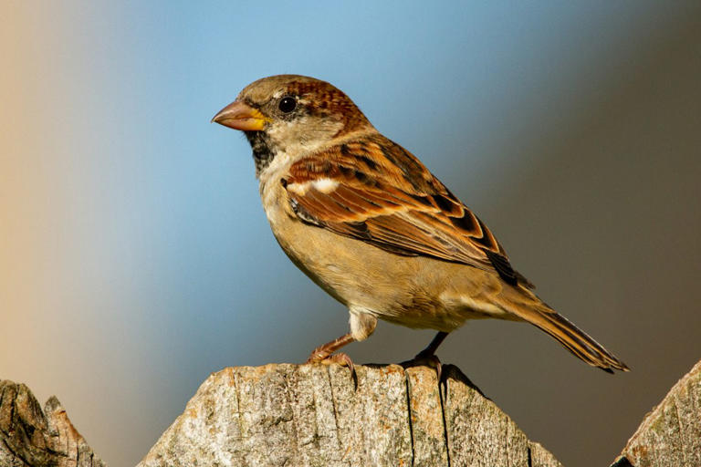 In 1851,16 house sparrows were released in Brooklyn, reportedly to eat ...