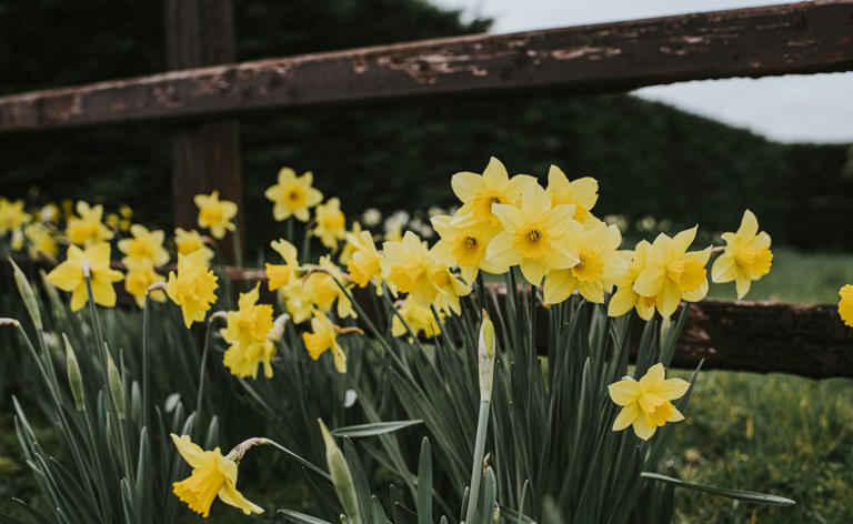 Want daffodils next spring? Plant them now – 3 failsafe varieties for a ...