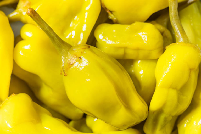Peperoncini recalled due to potential presence of pest contaminant ...