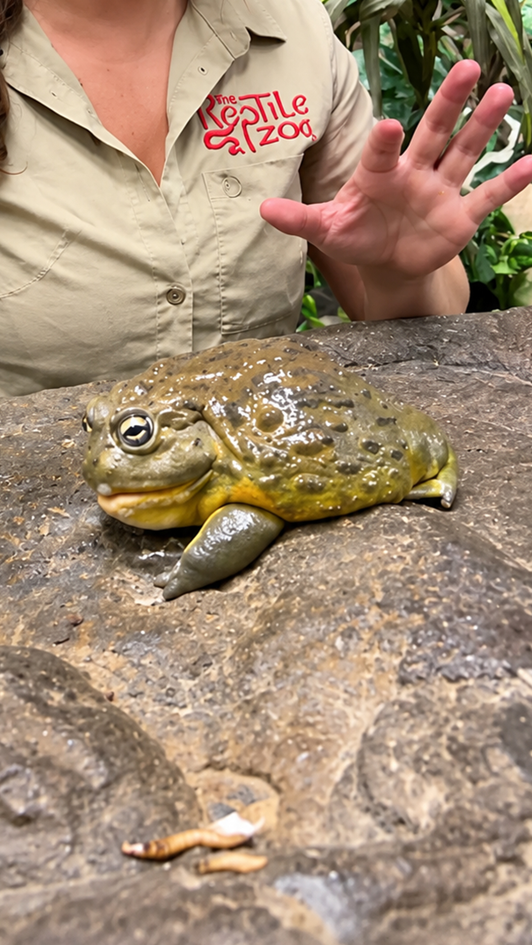 Feeding a pixie frog ends with surprise bites