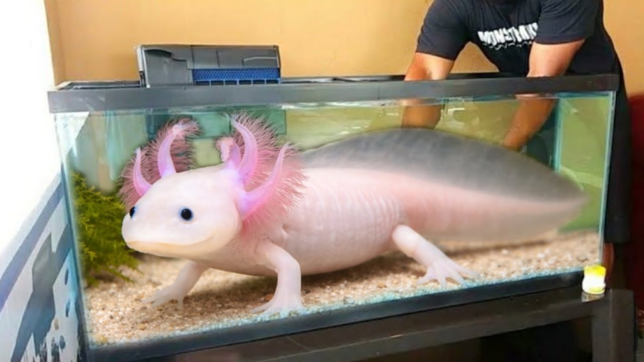 He wanted one colorful pet fish... then this exotic fish took the bait