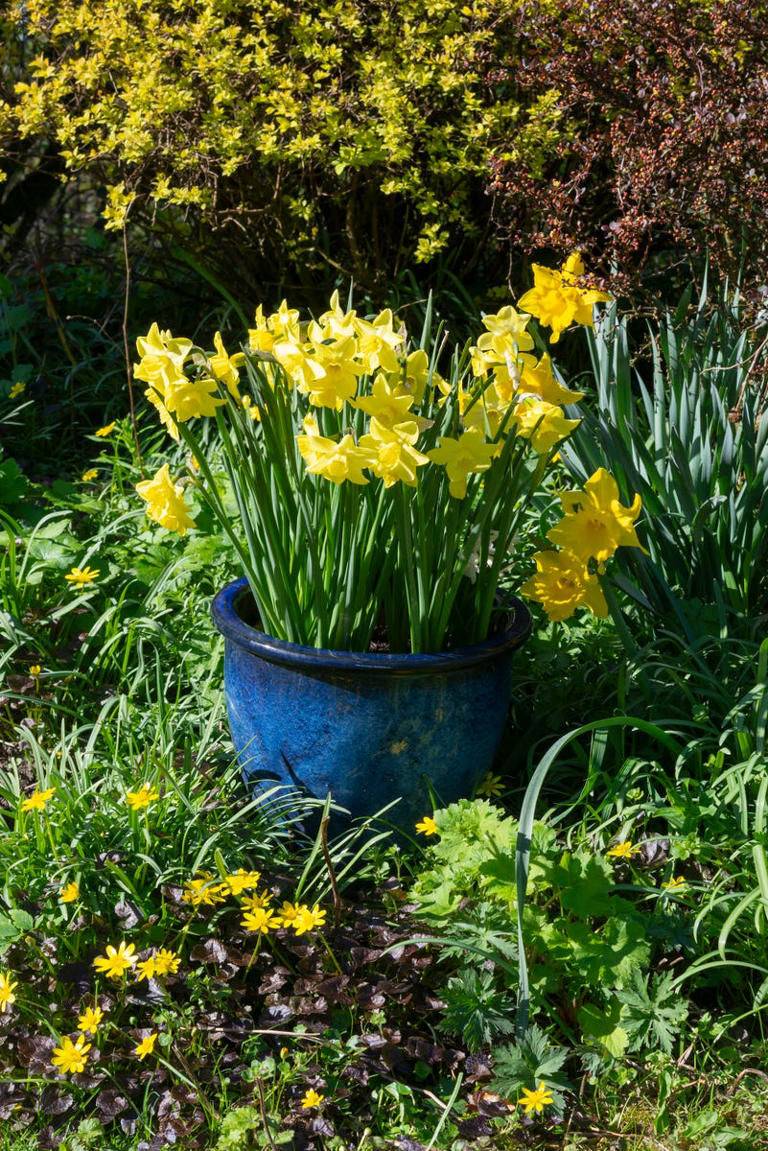 Want daffodils next spring? Plant them now – 3 failsafe varieties for a ...