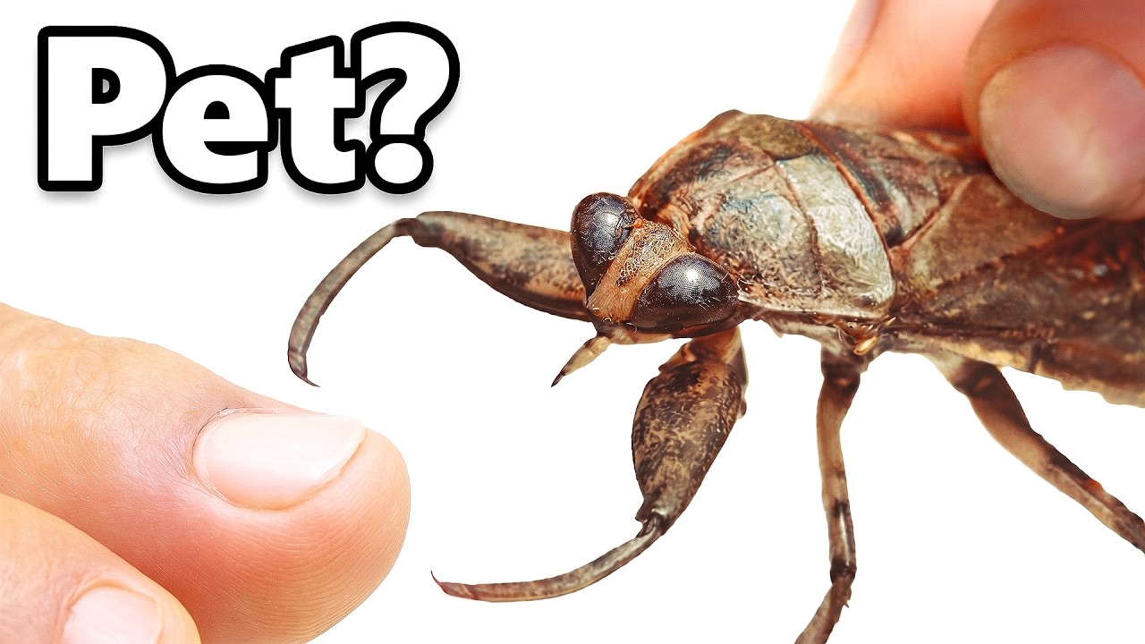 I got a pet toe-biter