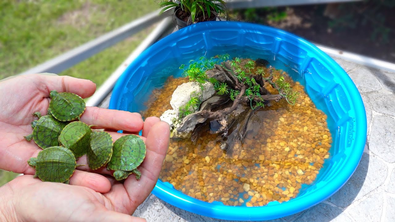 Building the perfect home for rescued baby turtles