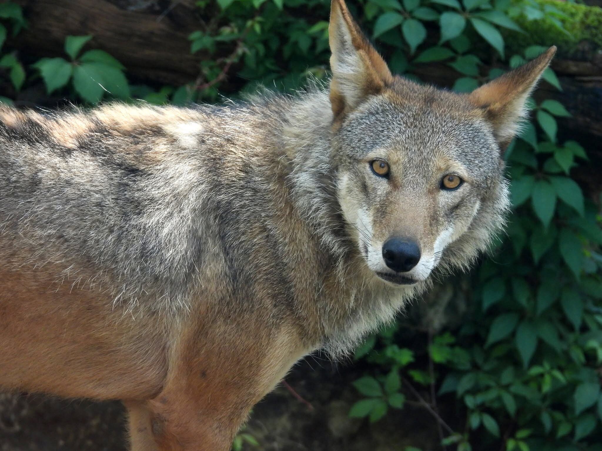 Red wolf recovery virtual meeting happening Tuesday night