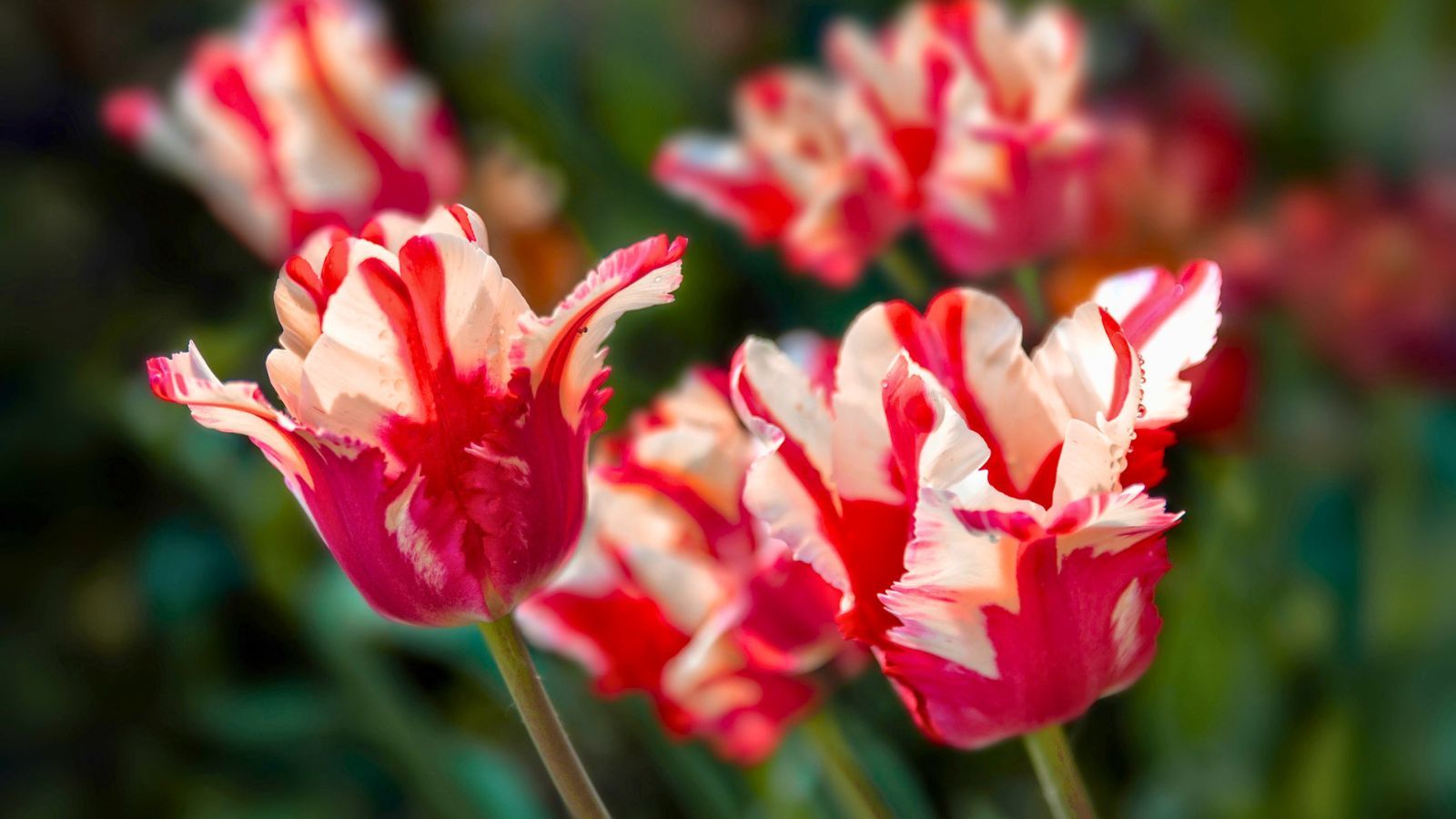 9 bulbs to plant in October for striking spring flowers