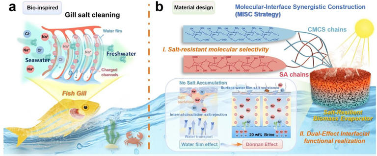 Fish gill-inspired aerogel tackles long-standing issue in solar ...