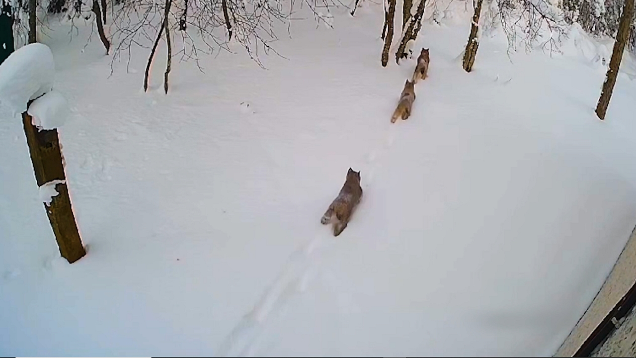 Rare footage shows lynx mother exploring the wild with her three cubs ...